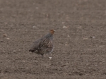 Grey Partridge