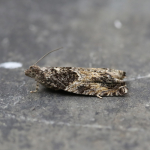 49.255 - Epinotia nisella