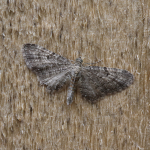 70.190 - Grey Pug