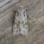 73.202 - Grey Shoulder-knot