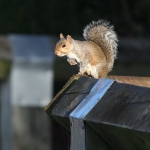 Grey Squirrel