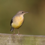 Grey Wagtail