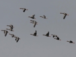 Greylag Goose