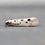 33.001 - Ethmia dodecea