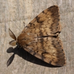 72.011 - Gypsy Moth