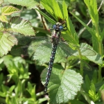 Hairy Dragonfly