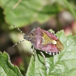 Hairy Shieldbug