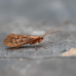 Halesus digitatus