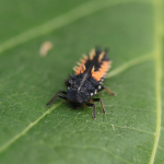 Harlequin Ladybird
