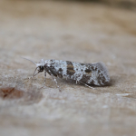 Scythropiidae