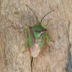 Bugs and Hoppers