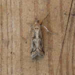62.023 - Pempelia palumbella