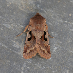 73.249 - Hebrew Character