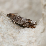 49.215 - Ancylis achatana