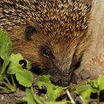 Hedgehog