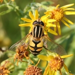 Helophilus trivittatus