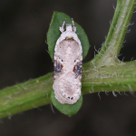 32.031 - Agonopterix alstromeriana