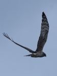 Hen Harrier