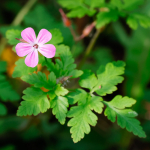Herb-robert