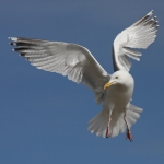Herring Gull