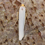72.047 - Hoary Footman