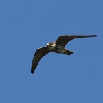 Falcons