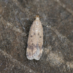35.032 - Pexicopia malvella