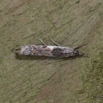 63.112 - Platytes alpinella