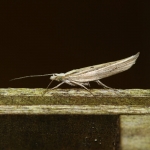 17.002 - Ypsolopha nemorella