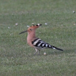 Hoopoe