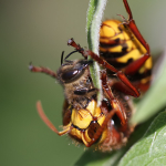 Bees and Wasps