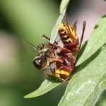 Hornet
