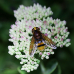 Hornet Hoverfly