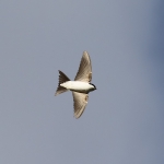 House Martin