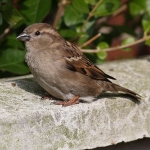 Sparrows