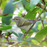 Hume's Warbler