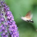 69.010 - Humming-bird Hawk-moth
