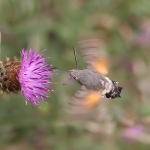 Moths