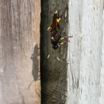 Ichneumon stramentarius