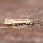 63.081 - Crambus pascuella