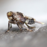 Small Insects