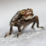 Issus coleoptratus