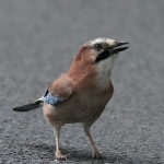 Jay