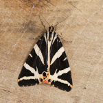 72.030 - Jersey Tiger