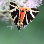 Jersey Tiger