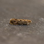 49.356 - Grapholita lobarzewskii