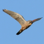 Kestrel