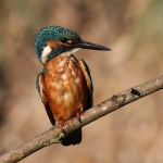 Kingfisher