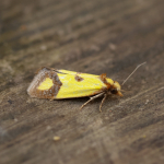 49.110 - Agapeta zoegana