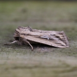 73.300 - L-album Wainscot